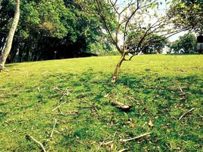 Deforested Field