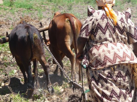Help 256 Rural Ugandans to Plough Out Of Poverty