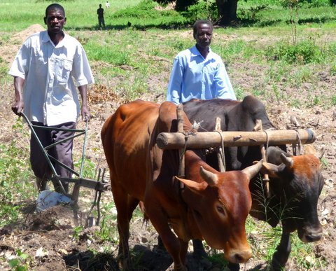 Help 256 Rural Ugandans to Plough Out Of Poverty