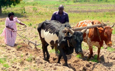 Help 256 Rural Ugandans to Plough Out Of Poverty