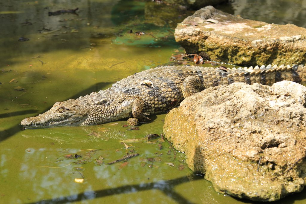 Holiday Gift - Special Animal Donation