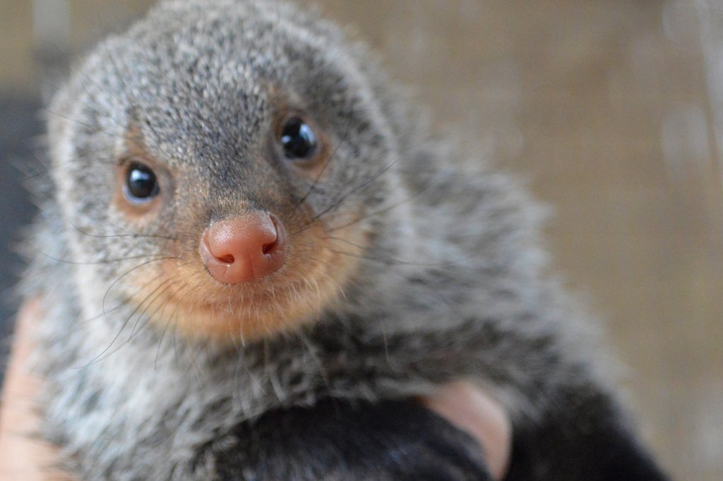 Holiday Gift - Special Animal Donation