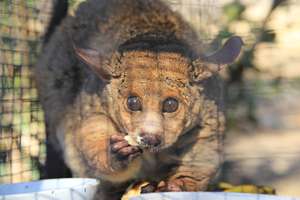 Banchee the BushBaby