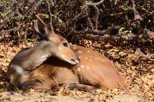 Maxi the BushBuck