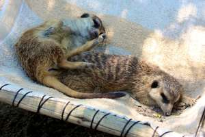 Gasper and Tikki The Meerkats