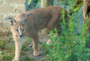 Shanghaan the Caracal