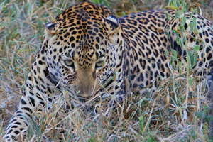 Holiday Gift - Special Animal Donation