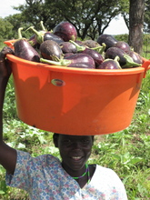 Eggplants from our farm