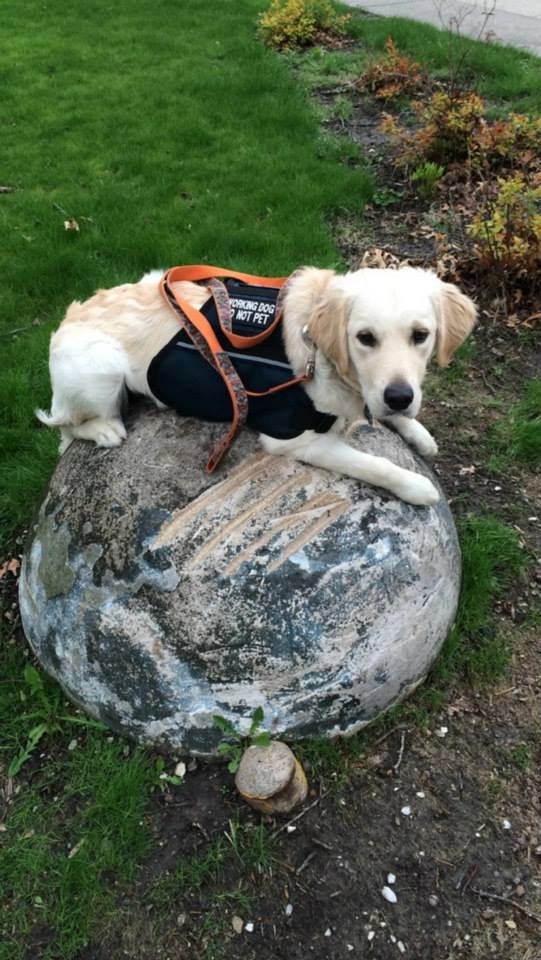 Seizure-Response Dog for Ann