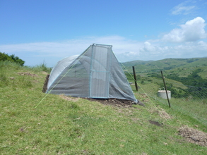 The greenhouse