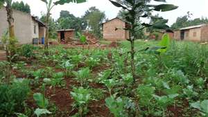 UCODEF Kitchen Garden demonstration site