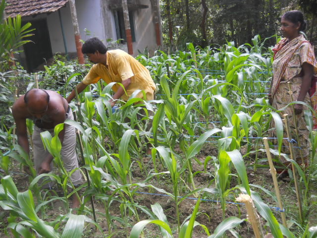 Feed 50 Needy Indian Children from Organic Garden - GlobalGiving