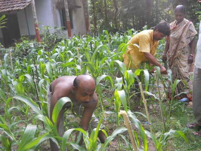 Feed 50 Needy Indian Children from Organic Garden - GlobalGiving