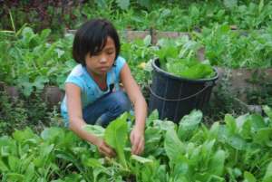 Vegetable harvest