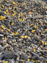 Turmeric harvest