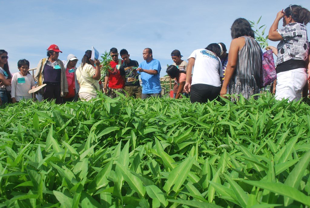 Typhoon Haiyan Bunk-houses Gardening Initiative