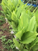 Turmeric production