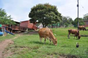 Animals and Children Dwelling Peacefully Together