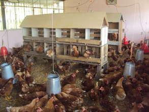 Old classrooms now converted into an egg business