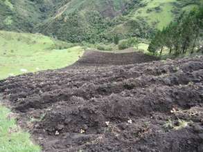 Planting the potatoes