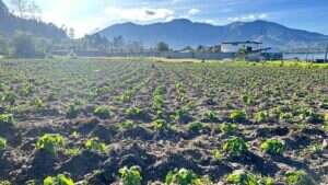 Plan Huerto