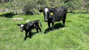 New addition to Plan Moo