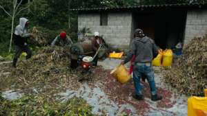 Harvest in Ecuador