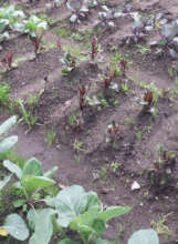 Vegetable garden coming along