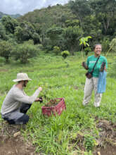 planting trees