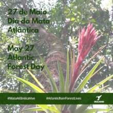 Atlantic Forest Day