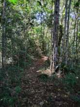 The forest path waiting for the kids