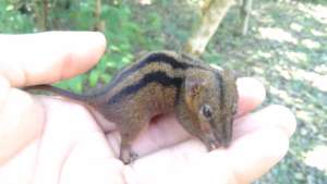 baby forest vole