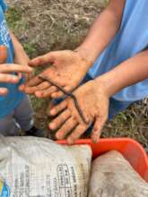 Getting to know an earthworm