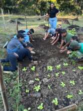 Planting