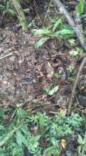 Forest floor
