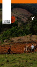 New reforestation area