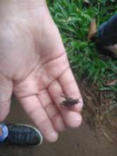 Carlos showing the cricket found on the way
