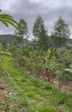 10,000 square metres of agroforestry