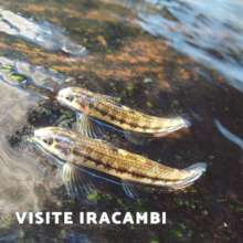 The Iracambi miniature catfish