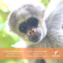 Social media posts: Atlantic forest monkey