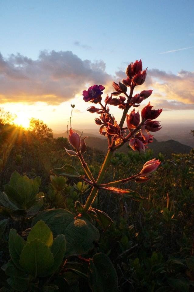 Young EcoLeaders of the Brazilian Rainforest