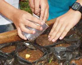 Learning how to make a tree seedling