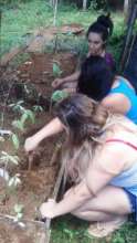 caring for the seedlings