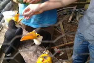 Hungry toucans