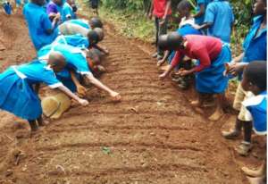 planting at Ambo
