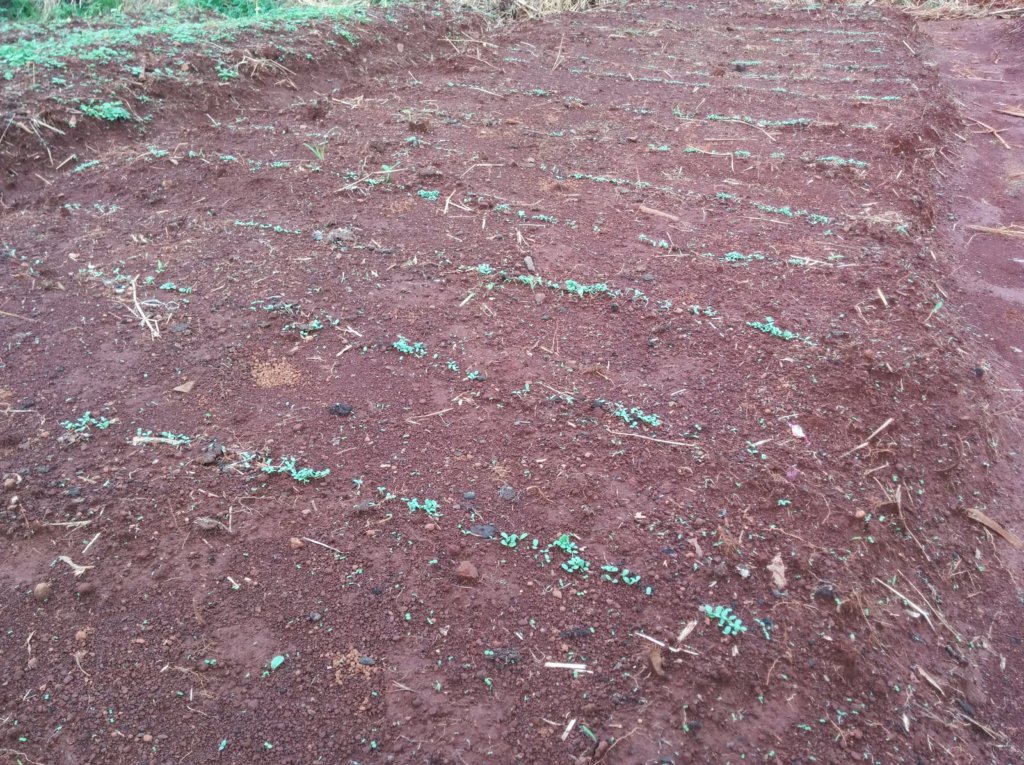 At Medankwe, plants have started to sprout