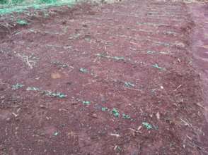 At Medankwe, plants have started to sprout
