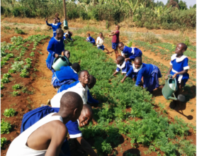 Bamendakwe school children working in their garden