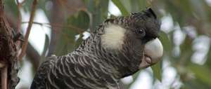 Carnaby's Black-Cockatoo