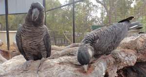 Carnaby's Black Cockatoo
